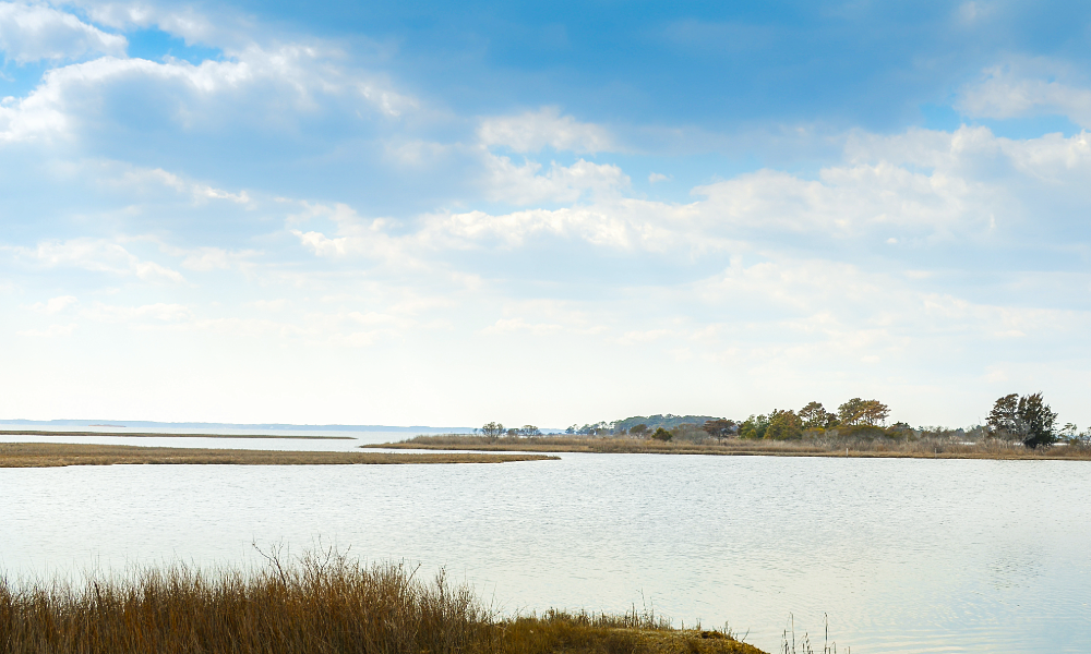 Shoreline Spotlight - How Maryland Just Tripled Its Oyster Population in 20 Years