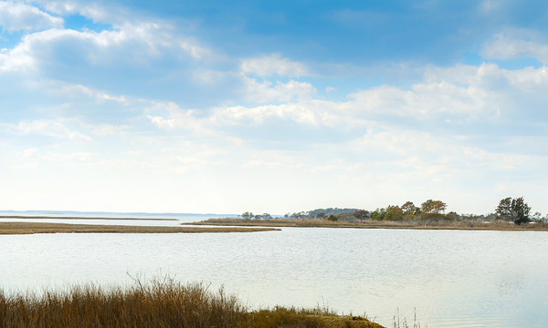 Shoreline Spotlight - How Maryland Just Tripled Its Oyster Population in 20 Years