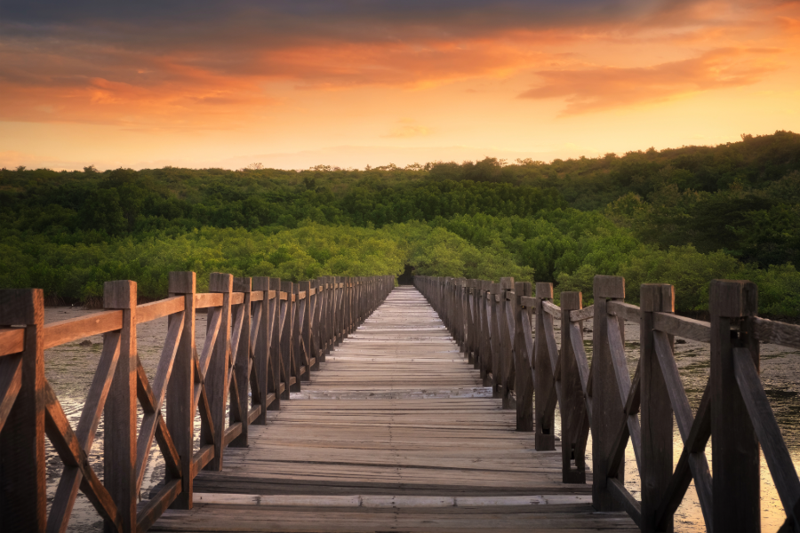 Shoreline Spotlight - How Bamboo Poles Are Saving an Entire Coastline
