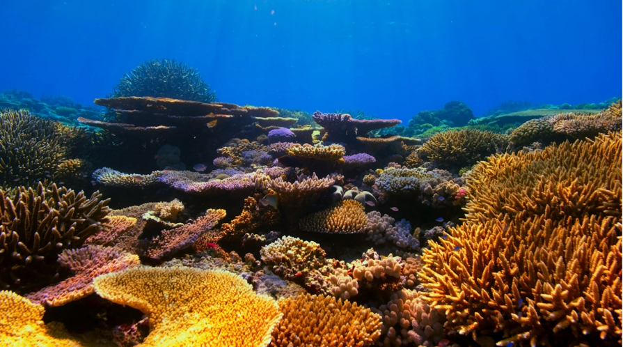 Shoreline Spotlight - 3D Printing the Ocean Floor: How Engineered Reefs Are Fast-Tracking Marine Recovery